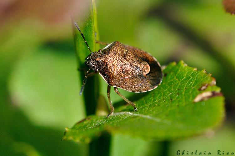 Rubiconia intermedia, Lajo 48 © Ghislain Riou