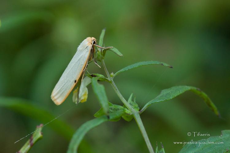 Eborine - Cybosia mesomella © Jessica Joachim
