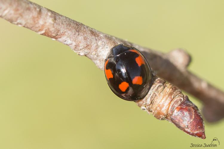 Coccinelle à virgules (Exochomus quadripustulatus) © Jessica Joachim