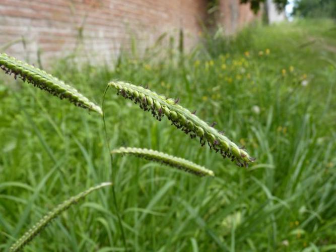 Paspalum dilatatum - Paspale dilaté (Villemur-sur-Tarn - 31) © Mathieu Menand