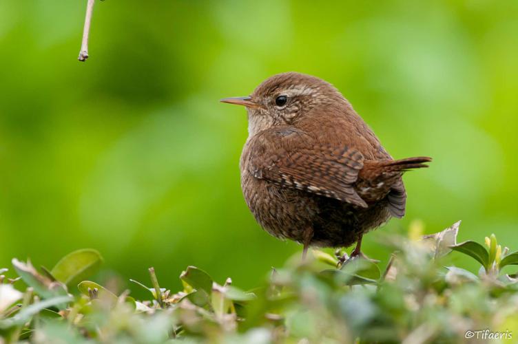 Troglodyte mignon - Troglodytes troglodytes © Jessica Joachim