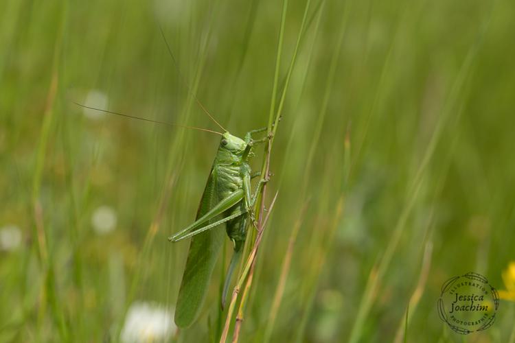 Grande Sauterelle verte - Tettigonia viridissima (Gardouch - 31) © Jessica Joachim