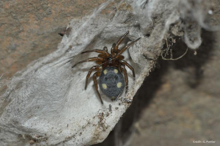 Araignée Clotho - Uroctea durandi © Gilles Pottier