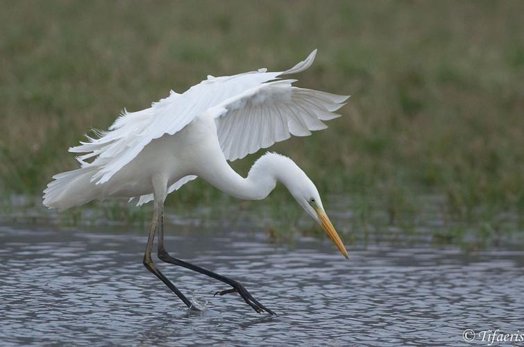 Grande aigrette © Jessica Joachim