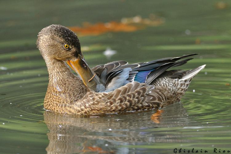 Canard souchet, Toulouse 31 © Ghislain Riou