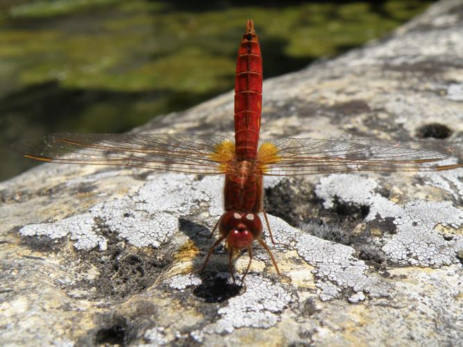 Crocothémis écarlate (Crocothemis erythraea), Monfort (32), 18 juin 2009 © Jean-Michel Catil