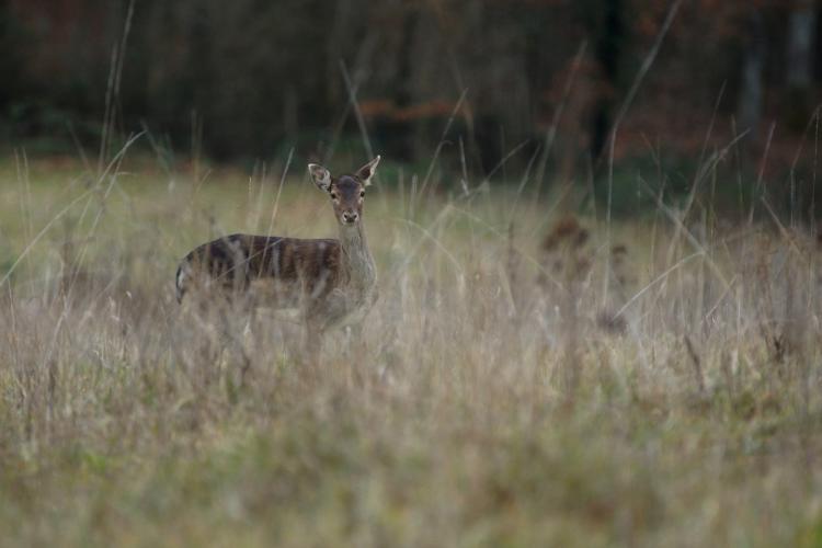 Daim - Dama dama (Bois d'Auch - population férale) © Laurent Barthe