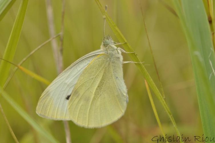 Pieris rapae, Gers 32 © Ghislain Riou