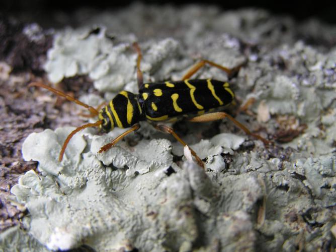 Clyte arqué (Plagionotus arcuatus), Saint-Arailles (32), 26 avril 2007 © Jean-Michel Catil