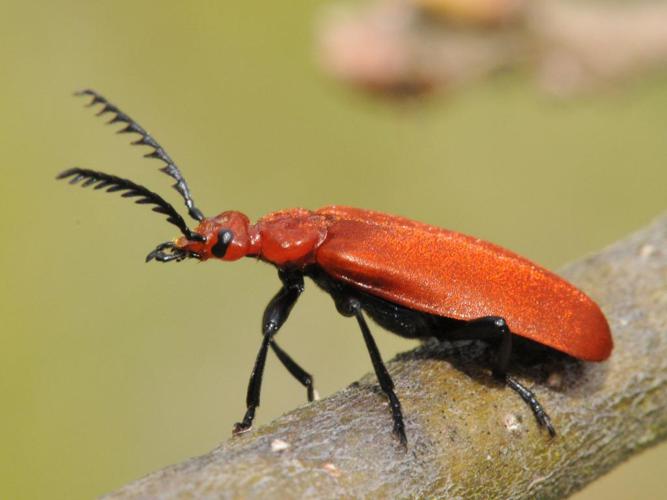 Pyrochroa serraticornis, avril 2009, Haute-Garonne 31 © Jean-Marc L'Hermite