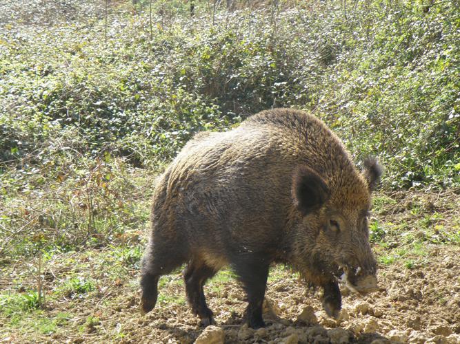 Sanglier (Sus scrofa), Sainte-Dode (32), 25 mars 2009 © Jean-Michel Catil