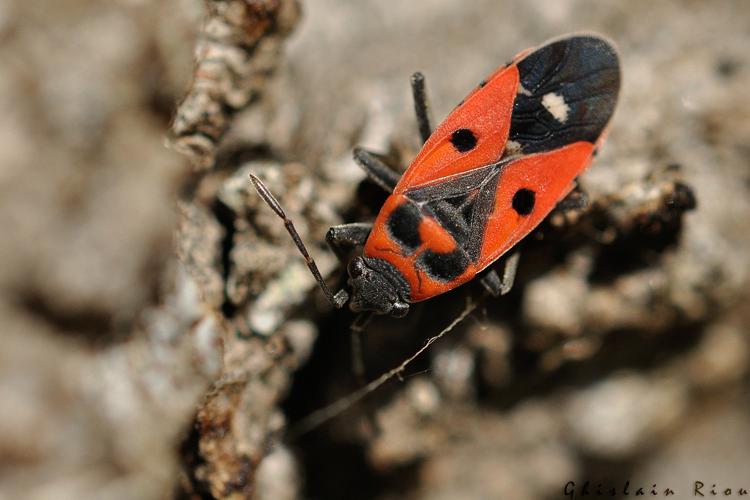 Melanocoryphus albomaculatus, Rebigue 31 © Ghislain Riou