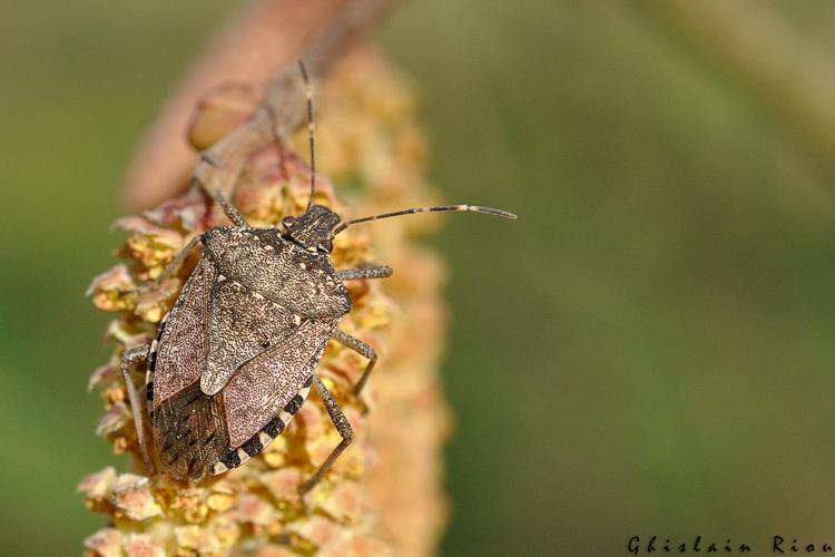 Halyomorpha halys, Rebigue 31 © Ghislain Riou