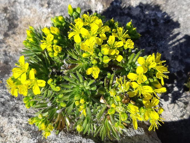 Draba aizoides, Lauroux 34 © Ghislain Riou