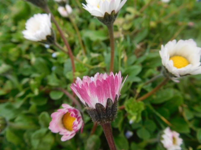 Pâquerette - (Bellis perennis) - Villesiscle (11) © Mathieu Menand