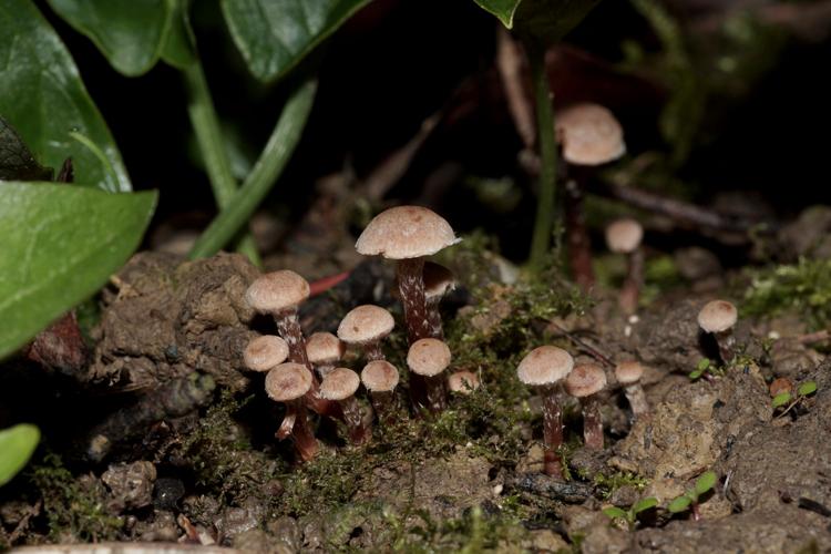 Tubaria conspersa - Ordan-Larroque (Gers) © Laurent Barthe