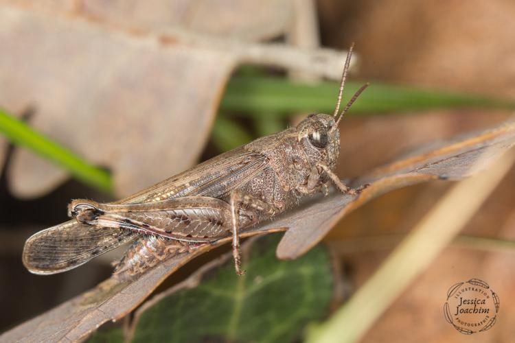 OEdipode automnale (Aiolopus strepens) - Bonnac (Ariège) © Jessica Joachim