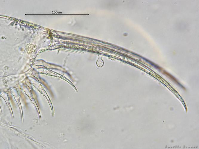 Simocephalus exspinosus, Launaguet 31, avril 2020 © Anaëlle Bernard