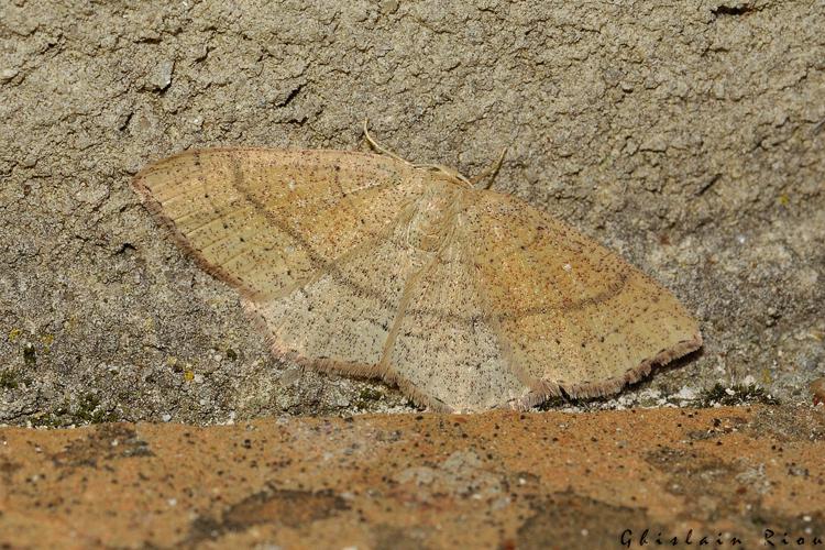 Cyclophora ruficiliaria, Rebigue 31, avril 2020 © Ghislain Riou