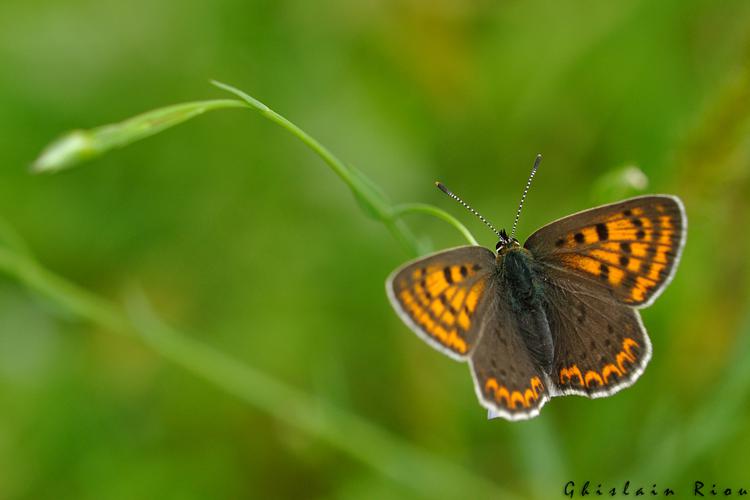 Lycaena tityrus fem, Rebigue 31, 26/04/2020 © Ghislain Riou