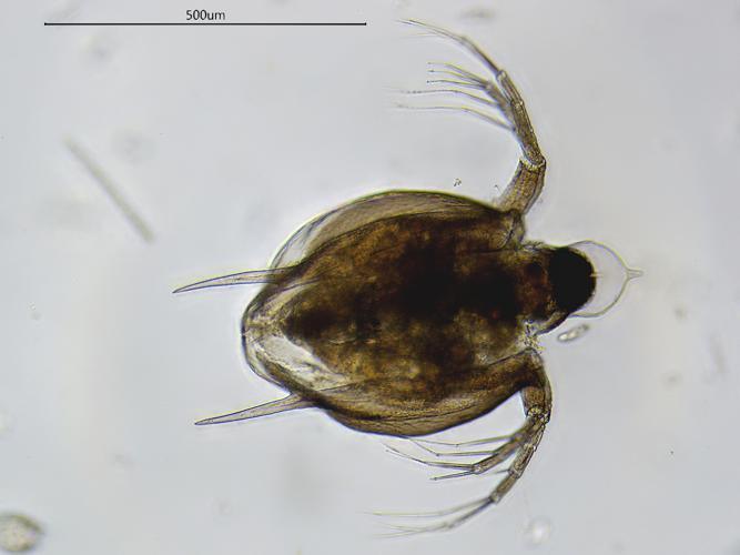 Scapholeberis mucronata, Grisolles 31, avril 2020 © Anaëlle Bernard