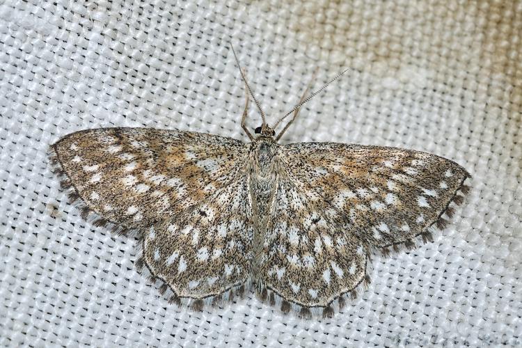 Scopula tessellaria, Rebigue 31, mai 2020 © Ghislain Riou