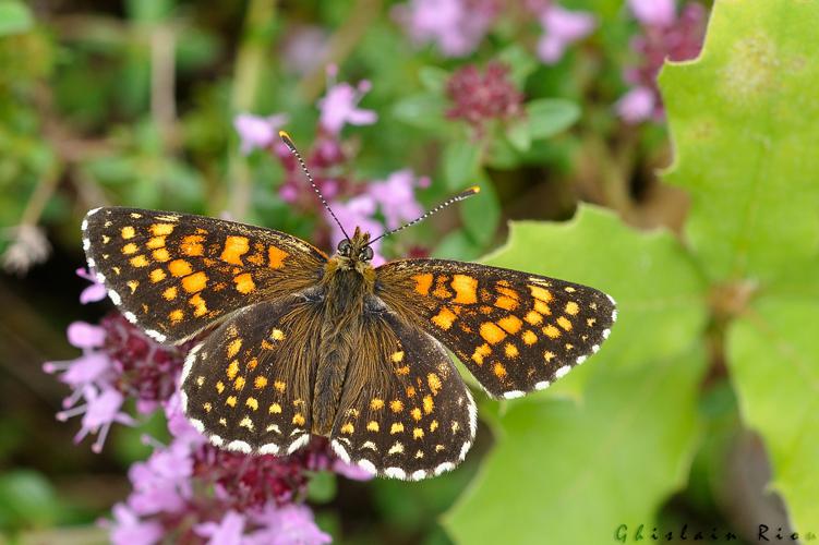 Melitaea diamina, Niaux 09, juin 2020 © Ghislain Riou