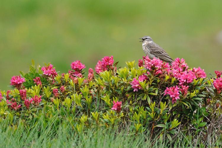 Anthus spinoletta, Aragnouet 65, juin 2020 © Ghislain Riou