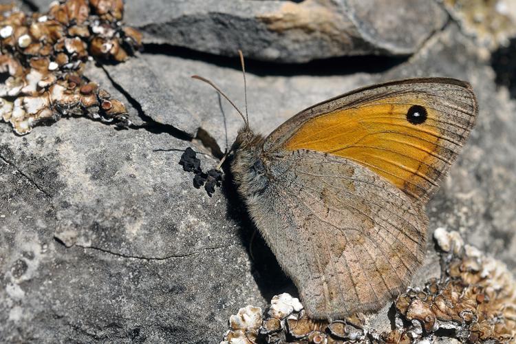 Hyponephele lycaon, Le Cros 34, juillet 2020 © Ghislain Riou