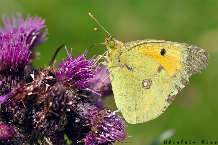 Colias crocea, Rabat les trois Seigneurs 09, juillet 2020 © Ghislain Riou