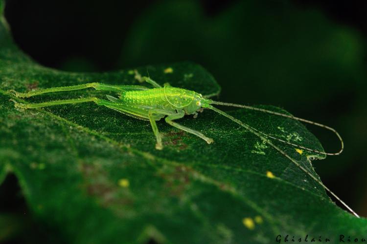 Cyrtaspis scutata larve fem, Rebigue 31, juillet 2020 © Ghislain Riou