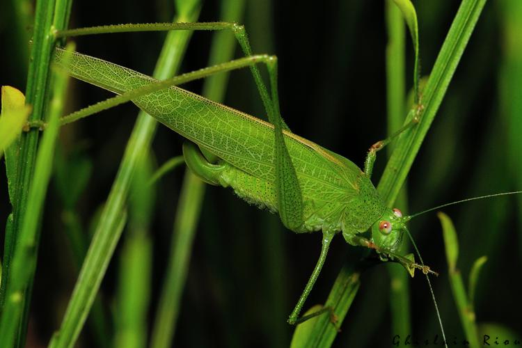 Phaneroptera nana, sept. 2020, Rebigue 31 © Ghislain Riou