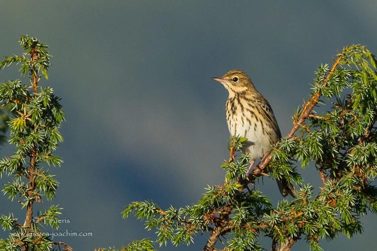 Pipit des arbres (Anthus trivialis) - Ariège © Jessica Joachim