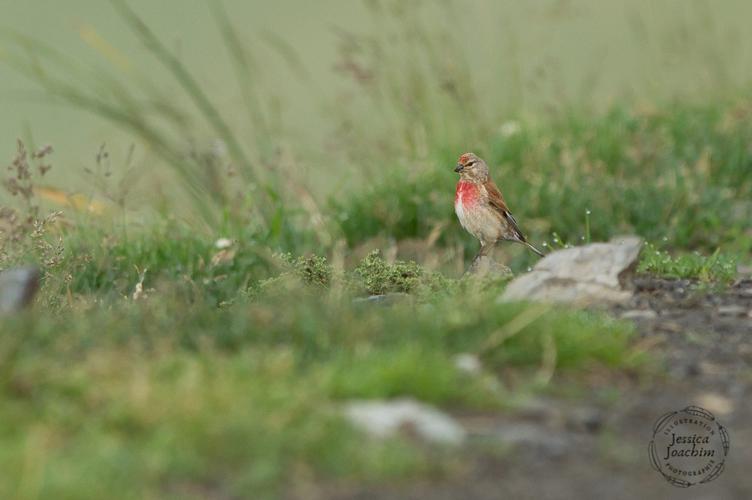 Linotte mélodieuse (Carduelis cannabina) - Col du Tourmalet (Hautes-Pyrénées) © Jessica Joachim