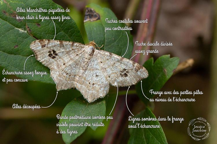 Philobie tachetée (Macaria notata) - Travanet (Tarn) © Jessica Joachim