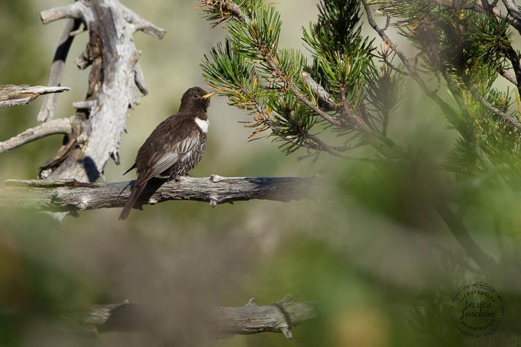 Merle à plastron (Turdus torquatus) - Réserve naturelle nationale du Néouvielle © Jessica Joachim