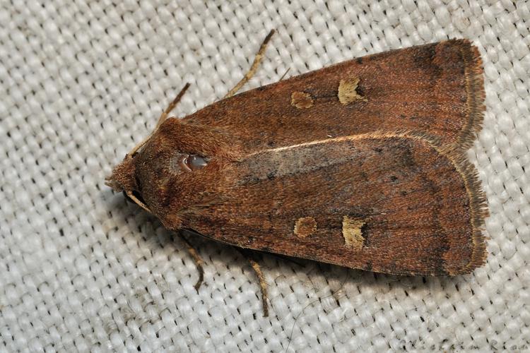 Xestia xanthographa, Rebigue 31, sept. 2020 © Ghislain Riou