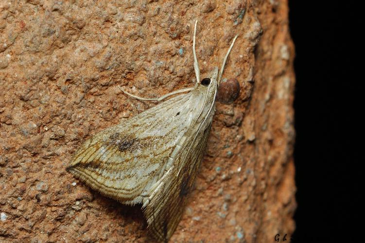 Evergestis forficalis, Rebigue 31, sept. 2020 © Ghislain Riou