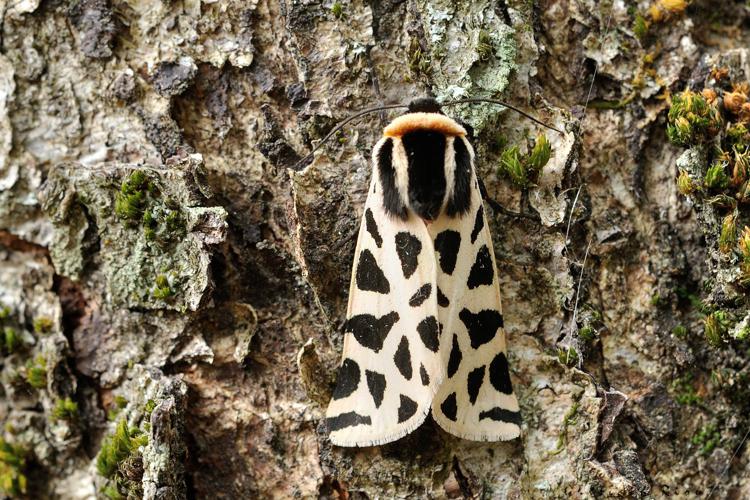 Cymbalophora pudica, Rebigue 31, sept. 2020 © Ghislain Riou