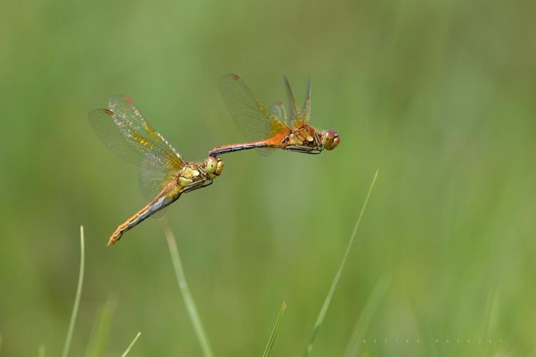 Sympetrum flaveolum, tandem reproducteur (Gazost, Htes-Pyr.) © Gilles Pottier