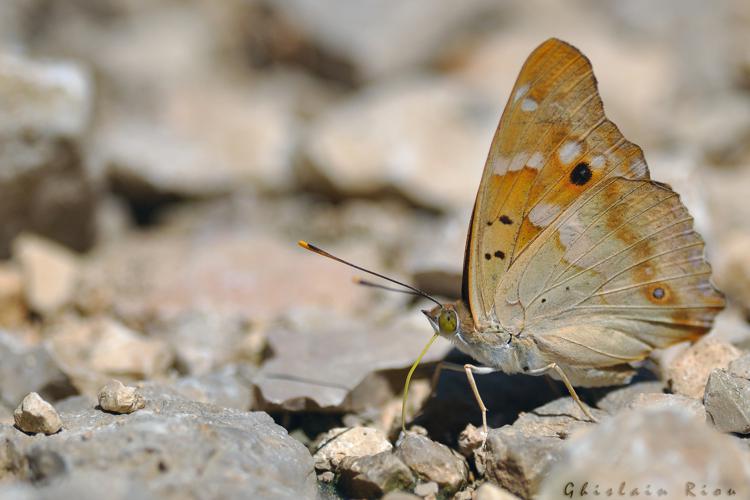 Apatura ilia forme clytie, juillet 2018, Verdun-sur-Garonne 82 © Ghislain Riou