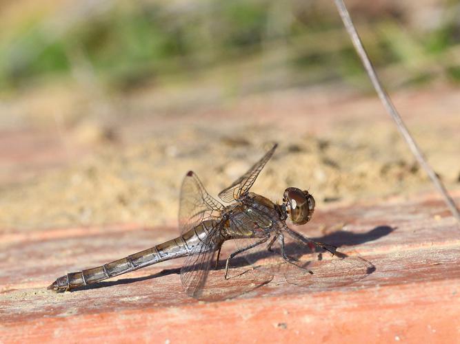 Sympetrum striolatum fem mâture, Nov. 2020, Mervilla 31 © Jean-Marc L'Hermite