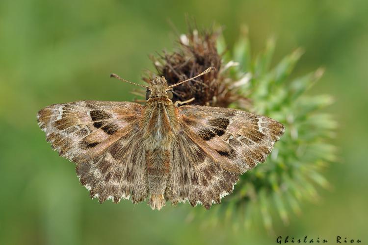 Carcharodus alceae, Août 2011, Justian 32 © Ghislain Riou