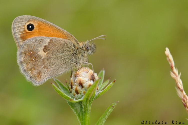 Coenonympha pamphilus, juillet 2011, Auch 32 © Ghislain Riou