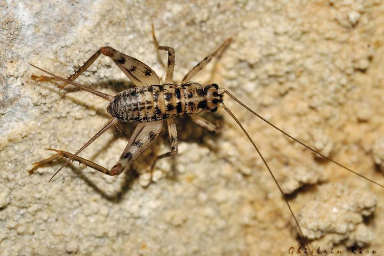 Gryllomorpha dalmatina, 8 fév. 2014, falaise de l'Hortus 34 © Ghislain Riou