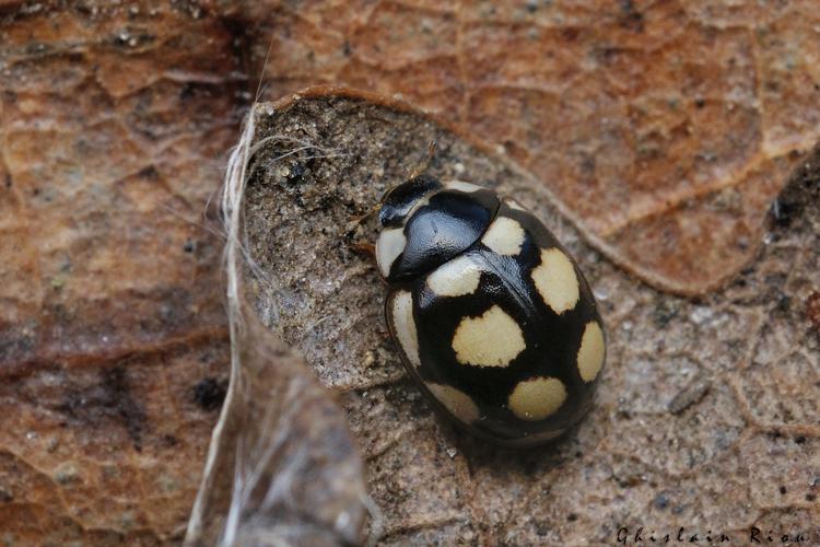 Oenopia lyncea, 18 janv. 2021, Rebigue 31 © Ghislain Riou