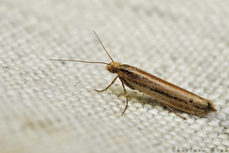 Ypsolopha ustella , 4 mars 2021, Rebigue 3 © Ghislain Riou