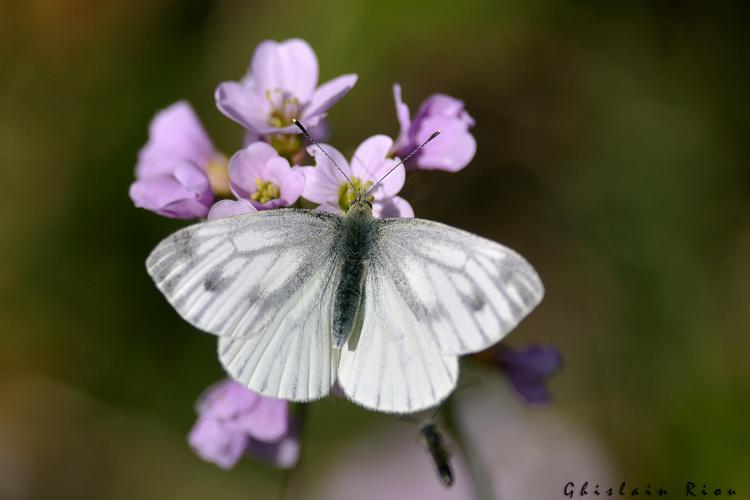 Pieris napi, mars 2021, Rebigue 31 © Ghislain Riou