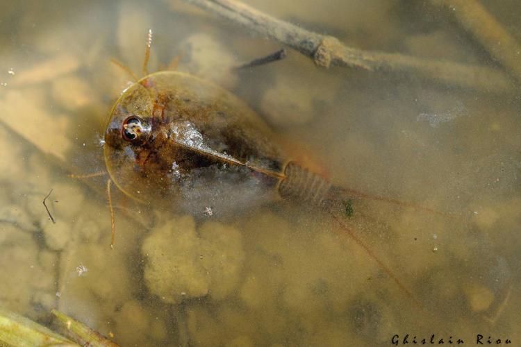 Lepidurus apus, 31 mars 2021, Ramonville Saint-Agne 31 © Ghislain Riou