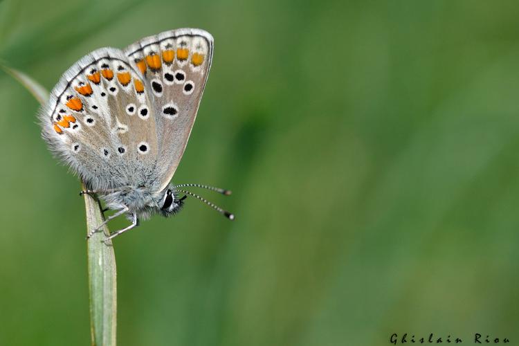 Aricia agestis, 17 avril 2021, Rebigue 31 © Ghislain Riou